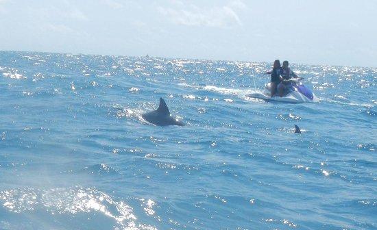 Jet Ski Safari