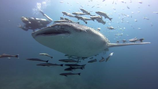 Bigfin Divers