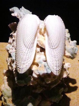 Shell Museum