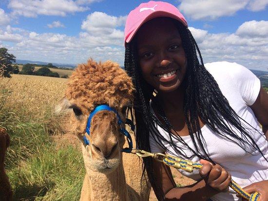Temevale Alpacas