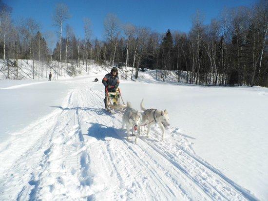 Escapade Laurentides Canin