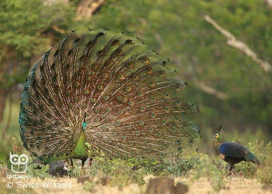 Birdpacker Birding Tours Baluran