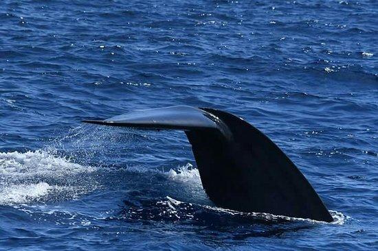 Mirissa Happy Whale Watching