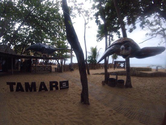 Proyecto Tamar