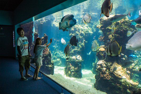 Aquarium des lagons