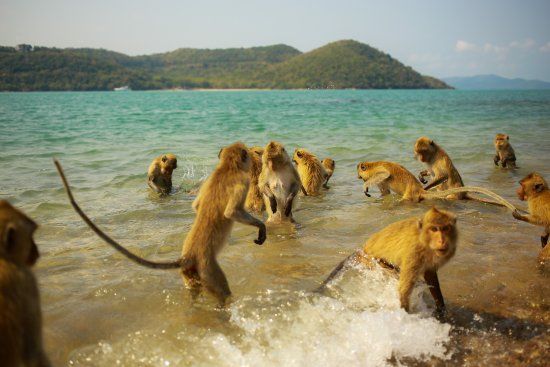 Monkey Island
