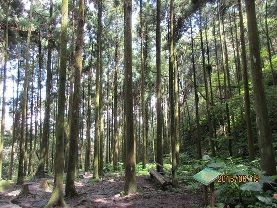 Mawudu Forest