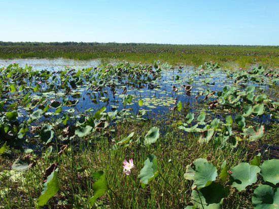 Mamukala Billabong