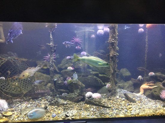 Drøbak akvarium