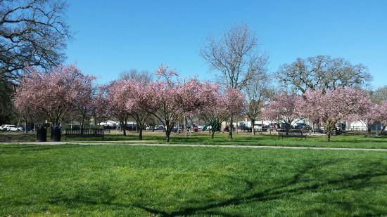 Windsor Town Green
