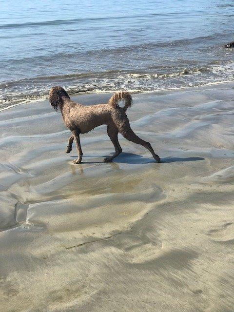 Olde Port Beach