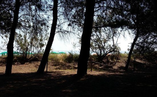 Pineta di Pineto