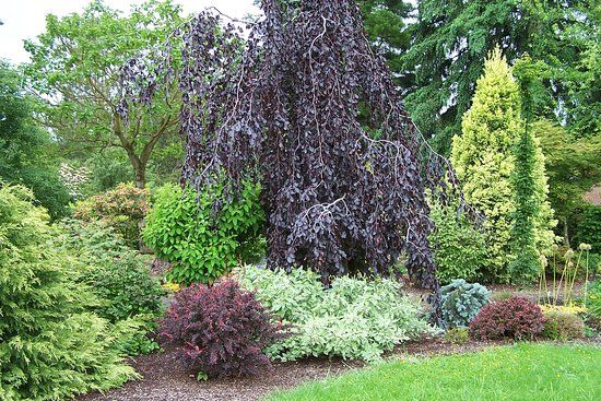 Lael's Moon Garden