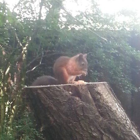 Red Squirrel Trail