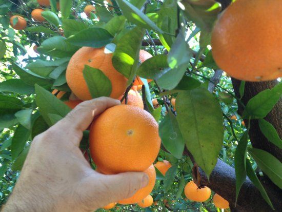 Mr Frutas