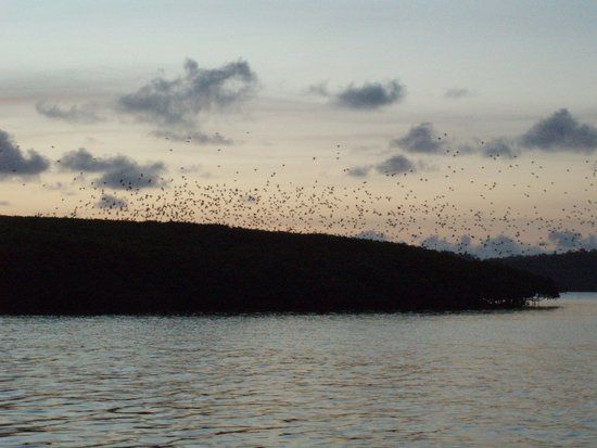 Parrot Island
