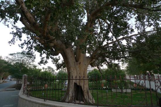 Albero di Zaccheo