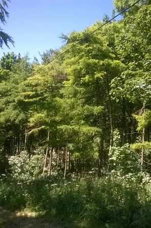 Millington Woods