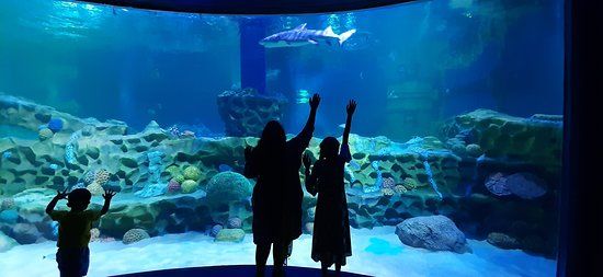 VGP Marine Kingdom