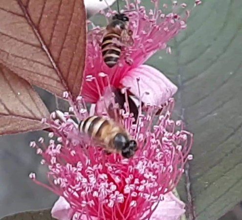 Omoyon Bee Farm
