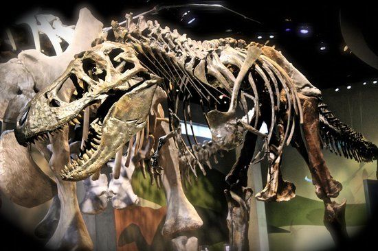 Perot Museum of Nature and Science