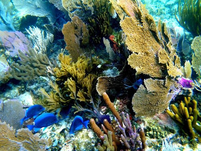 Arrecife De Coral