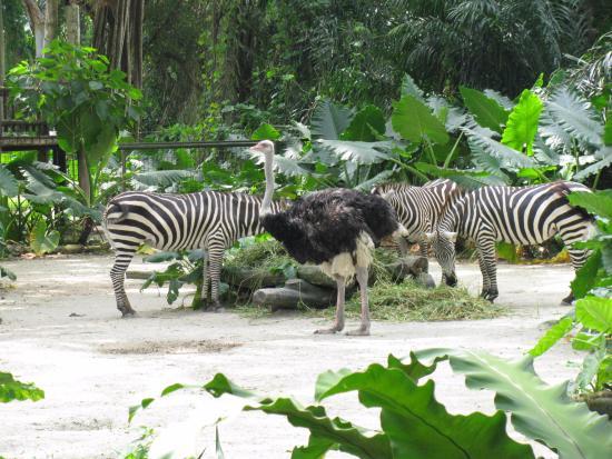 Zoo de Singapour