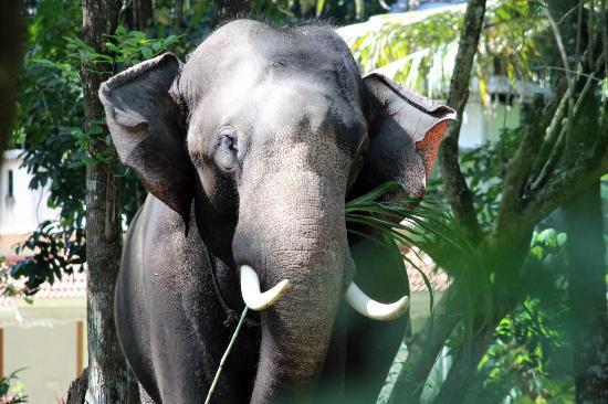 Kodanad Elephant Training Centre