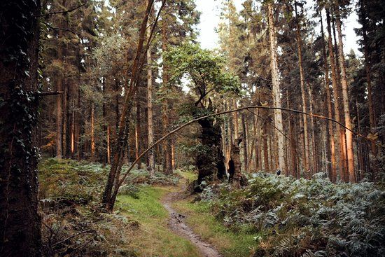 Wentwood Forest