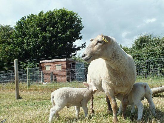 Glenroe Open Farm