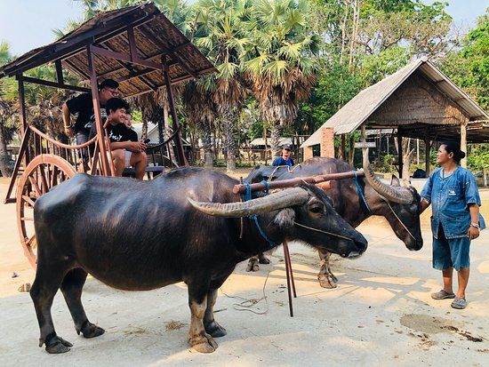 Buffalo Village