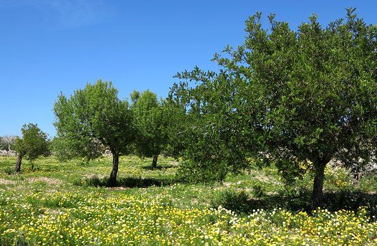 Capocorb Vell