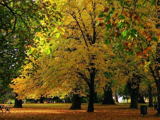 Cook Park