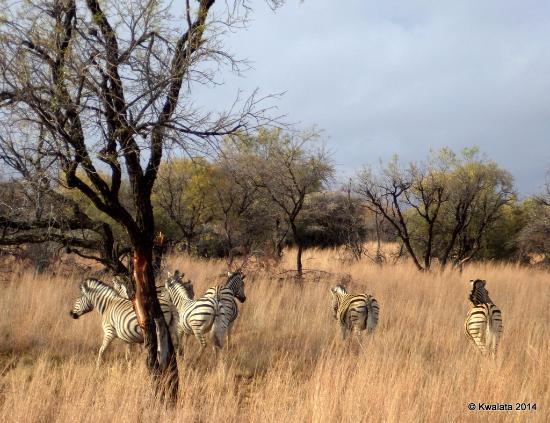 Reserva de caza de Dinokeng