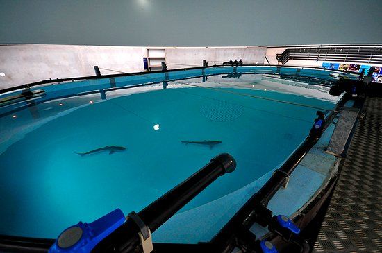 Porto Pim Aquarium
