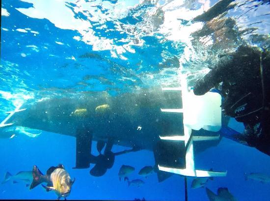 Cod Hole