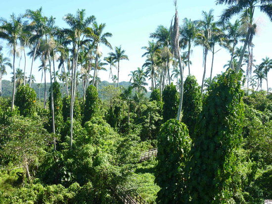 Royal Palm Reserve