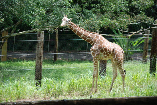 Zoologico Dr. Juan A. Rivero