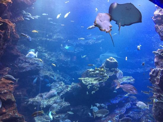 Acuario de Kioto