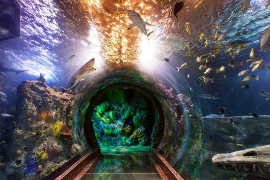 Aquário SEA LIFE de Grapevine
