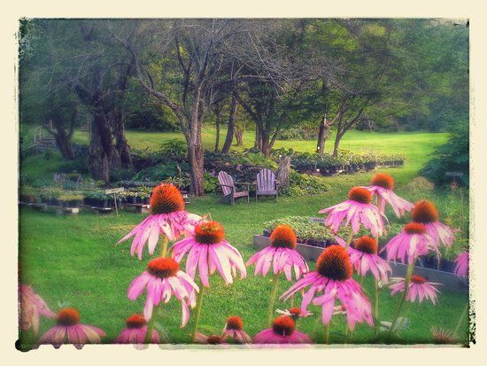 Cider Hill Gardens