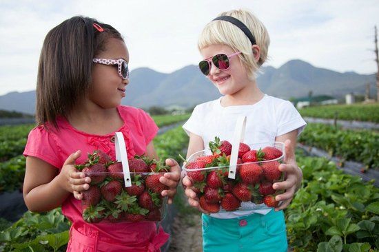 Redberry Farm