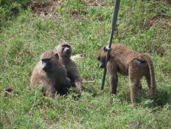 Baboons & Vervits