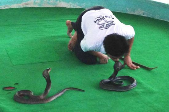 Mae Sa Snake Farm
