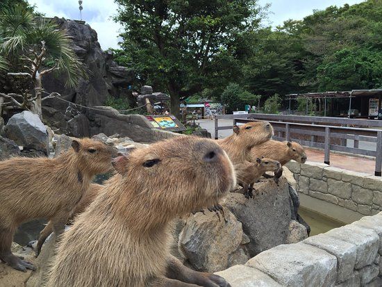 Izu Shaboten Zoo
