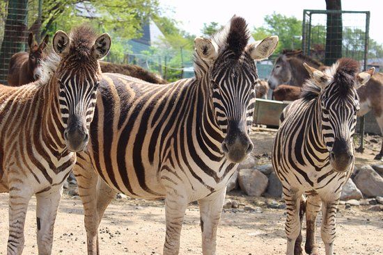 Nasu Safari Park
