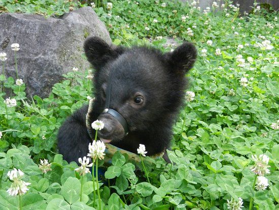 Zoo Okuhida