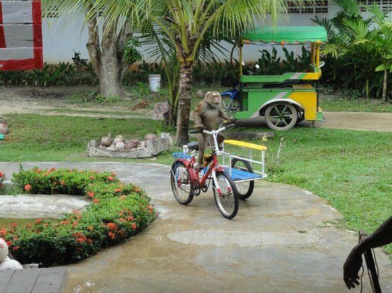 Lanta Monkey School