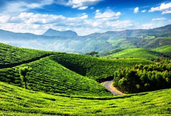 Tea Gardens