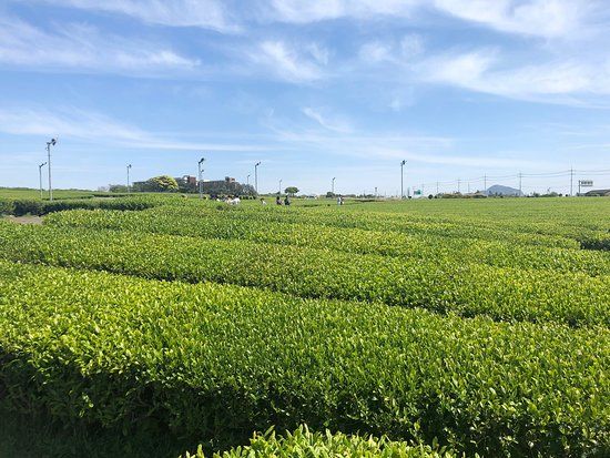 Osulloc Tea Museum